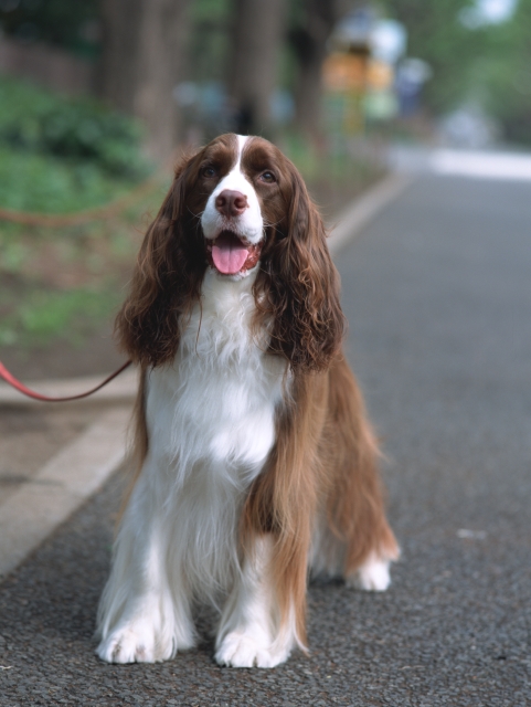 イラスト＆写真のストックフォトwaha（ワーハ）　散歩、ペット、屋外、正面、全身、ポートレート、犬、癒し、舌を出す、ストリート、道路　p8-0999a-data