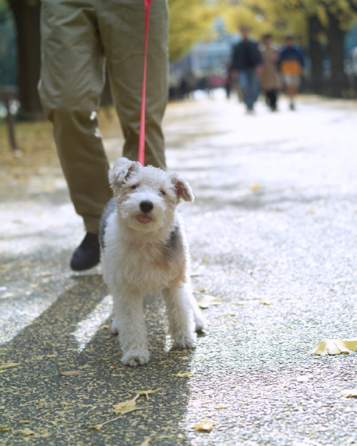 イラスト＆写真のストックフォトwaha（ワーハ）　ペット、散歩、屋外、正面、全身、ポートレート、犬、癒し、ストリート、道路　p8-1001a-data