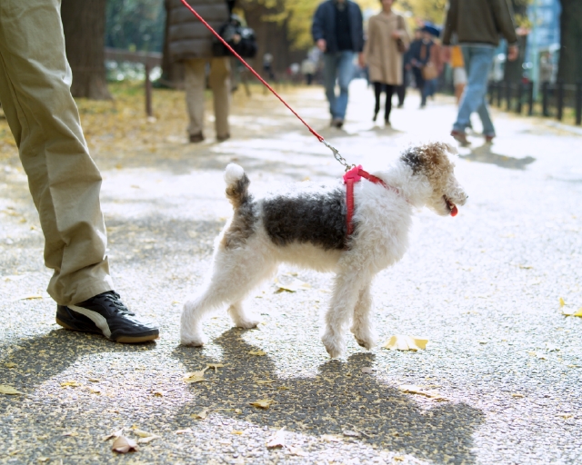 散歩 ペット 屋外 横向き 全身 ポートレート 犬 癒し ストリート 道路 フォト作品紹介 イラスト 写真のストックフォトwaha ワーハ カンプデータは無料