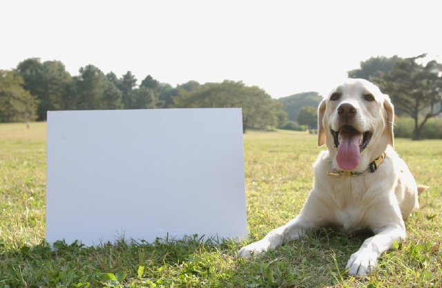 イラスト＆写真のストックフォトwaha（ワーハ）　メッセージボード、ペット、屋外、正面、全身、ポートレート、犬、癒し、見つめる、散歩、公園、草原、広場、舌を出す、空　p8-1025a-data