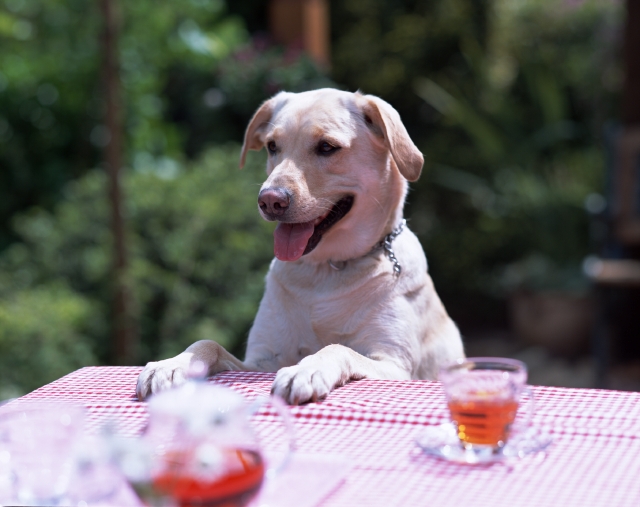 ペット 屋外 正面 上半身 ポートレート 犬 癒し リラックス 休憩 飲む お茶 テーブル 舌を出す 庭 テラス 面白い フォト作品紹介 イラスト 写真のストックフォトwaha ワーハ カンプデータは無料