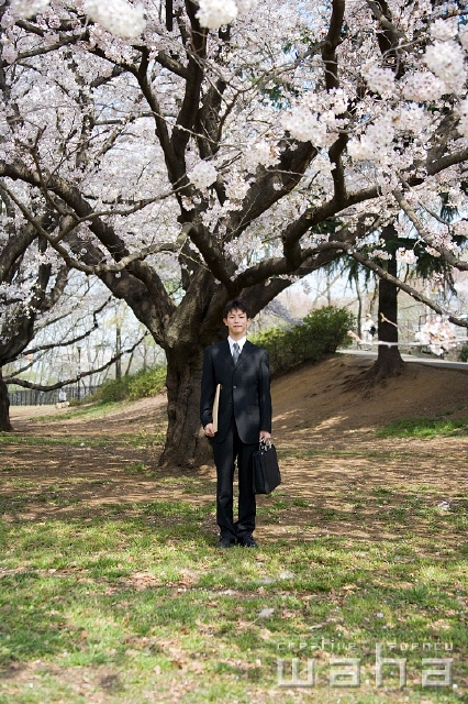 イラスト＆写真のストックフォトwaha（ワーハ）　人物、日本人、春、ビジネス、ビジネスマン、男性、正面、全身、春、公園、鞄、仕事、働く、サラリーマン、季節、四季、桜、さくら、サクラ、花　t8bs-0013b