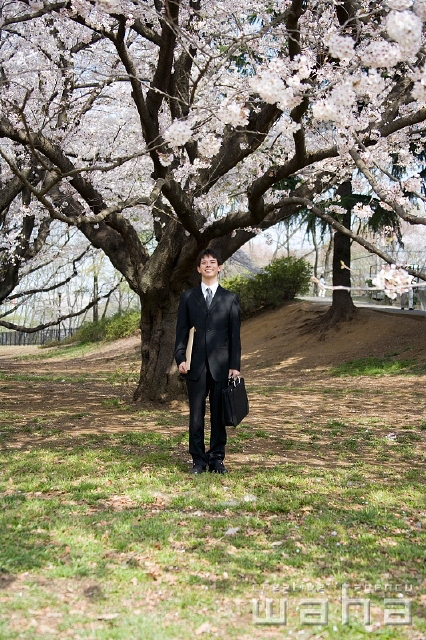 イラスト＆写真のストックフォトwaha（ワーハ）　人物、日本人、春、ビジネス、ビジネスマン、男性、正面、全身、春、公園、鞄、仕事、働く、サラリーマン、季節、四季、桜、さくら、サクラ、花　t8bs-0014b