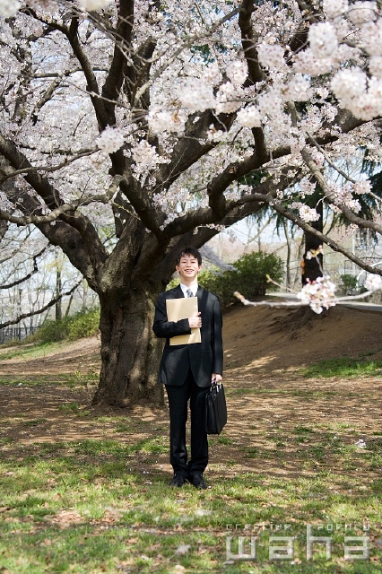 イラスト＆写真のストックフォトwaha（ワーハ）　人物、日本人、春、ビジネス、ビジネスマン、男性、正面、全身、春、公園、鞄、資料、仕事、働く、サラリーマン、季節、四季、桜、さくら、サクラ、花　t8bs-0015b