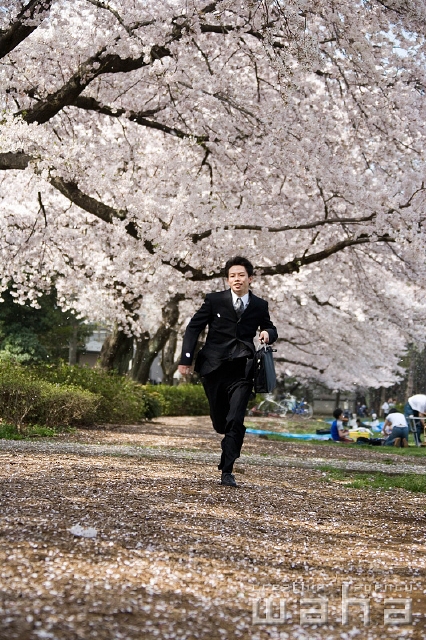 イラスト＆写真のストックフォトwaha（ワーハ）　人物、日本人、春、ビジネス、ビジネスマン、男性、走る、正面、全身、春、公園、鞄、仕事、働く、サラリーマン、季節、四季、桜、さくら、サクラ、花　t8bs-0032b