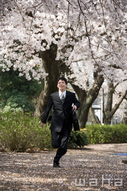 イラスト＆写真のストックフォトwaha（ワーハ）　人物、日本人、春、ビジネス、ビジネスマン、男性、走る、正面、全身、春、公園、鞄、仕事、働く、サラリーマン、季節、四季、桜、さくら、サクラ、花　t8bs-0033b
