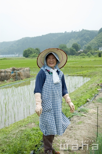 イラスト＆写真のストックフォトwaha（ワーハ）　人物、日本人、職業、シニア、正面、全身、笑顔、田舎、田んぼ、畑、農業、農家、ゴム手袋、エプロン、笑う、笑い、スマイル、仕事　t8bs-0035b