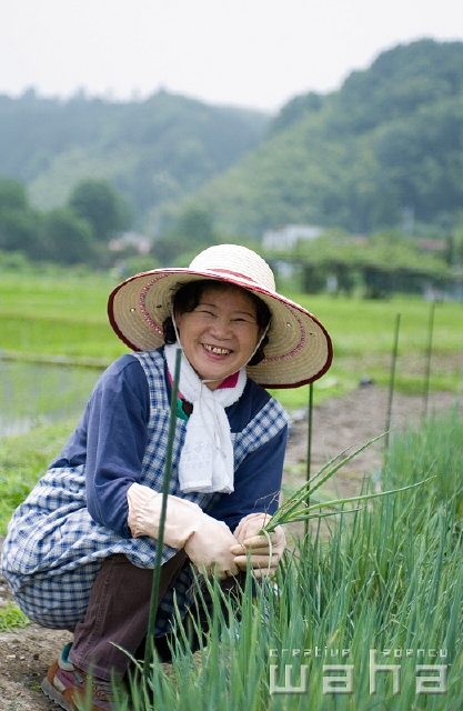 イラスト＆写真のストックフォトwaha（ワーハ）　人物、日本人、職業、シニア、正面、全身、笑顔、田舎、田んぼ、畑、農業、農家、ゴム手袋、エプロン、笑う、笑い、スマイル、仕事　t8bs-0036b