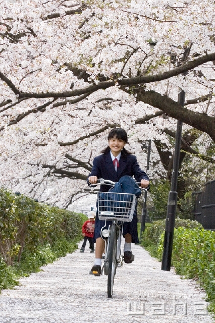 イラスト＆写真のストックフォトwaha（ワーハ）　人物、日本人、春、学生、中学生、自転車、正面、全身、ローアングル、季節、四季、桜、さくら、サクラ、花　t8st-0017b