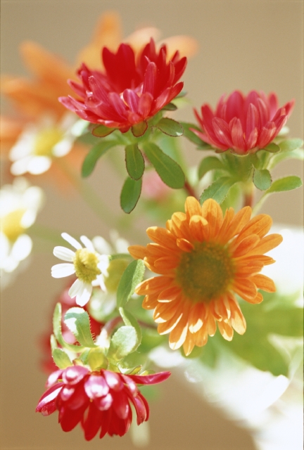 イラスト＆写真のストックフォトwaha（ワーハ）　植物、花　w1-4359av