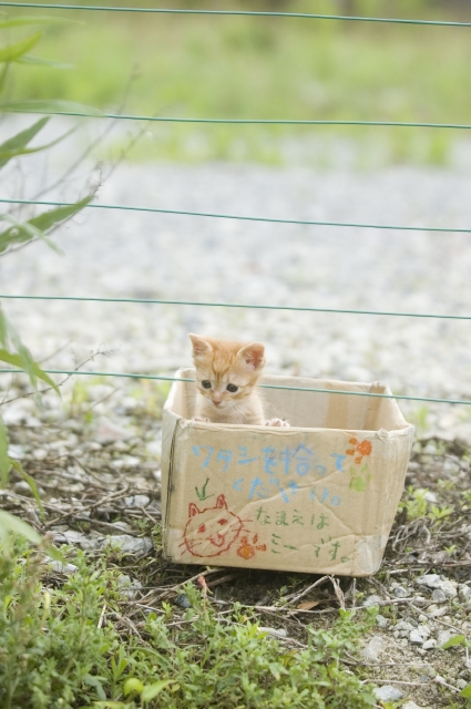 イラスト＆写真のストックフォトwaha（ワーハ）　ペット、動物、屋外、公園、猫　w1-5024av