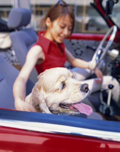 人物 日本人 女性 若者 代 30代 1人 屋外 乗り物 自動車 オープンカー ペット 犬 オープンカー 車内 フォト作品紹介 イラスト 写真のストックフォトwaha ワーハ カンプデータは無料