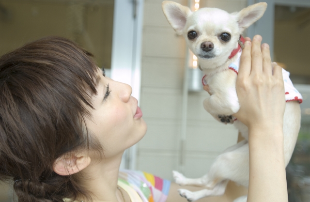 人物 日本人 女性 若者 代 1人 ペット 犬 屋外 横顔 アップ 笑顔 笑い 笑う スマイル チワワ フォト作品紹介 イラスト 写真のストックフォトwaha ワーハ カンプデータは無料