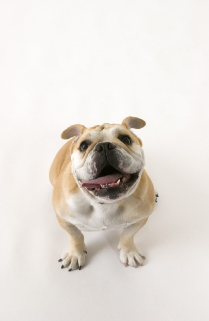 イラスト＆写真のストックフォトwaha（ワーハ）　動物、ペット、犬、ブルドッグ、1匹、白バック、全身、正面　w2-4527s