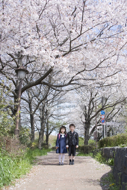 イラスト＆写真のストックフォトwaha（ワーハ）　人物、日本人、学生、小学生、男の子、女の子、2人、友達、屋外、公園、春、入学、桜、通学、手をつなぐ、全身、正面、子供、子ども、こども、季節、四季　w2-7213b