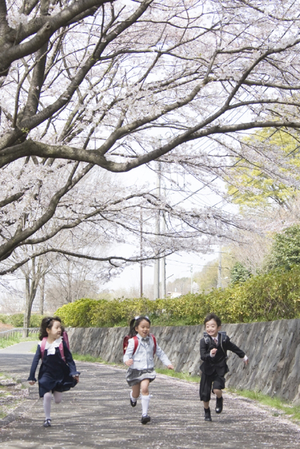 イラスト＆写真のストックフォトwaha（ワーハ）　人物、日本人、学生、小学生、男の子、女の子、3人、友達、屋外、春、入学、桜、通学、走る、全身、正面、子供、子ども、こども、季節、四季　w2-7225b
