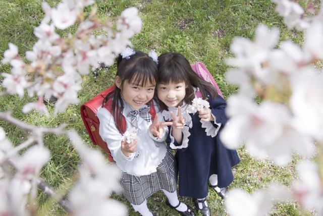 イラスト＆写真のストックフォトwaha（ワーハ）　人物、日本人、学生、小学生、女の子、2人、友達、屋外、公園、春、入学、桜、通学、見上げる、Vサイン、ハイアングル、子供、子ども、こども、季節、四季　w2-7243b