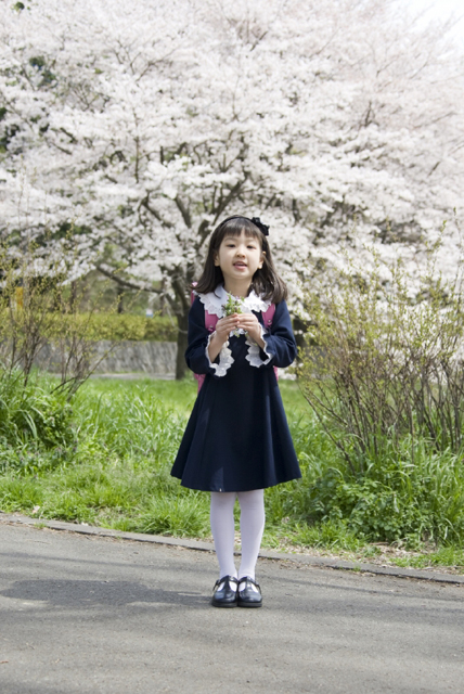イラスト＆写真のストックフォトwaha（ワーハ）　人物、日本人、学生、小学生、女の子、1人、屋外、春、入学、桜、通学、全身、正面、子供、子ども、こども、季節、四季　w2-7255b