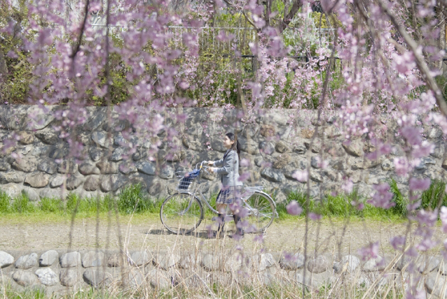 イラスト＆写真のストックフォトwaha（ワーハ）　人物、日本人、女性、10代、学生、中学生、高校生、女子高生、1人、屋外、春、入学、桜、通学、木、乗り物、自転車、横向き、季節、四季　w2-7291a