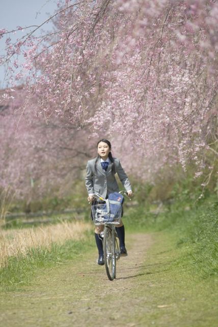 イラスト＆写真のストックフォトwaha（ワーハ）　人物、日本人、女性、10代、学生、中学生、高校生、女子高生、1人、屋外、春、入学、桜、通学、乗り物、自転車、正面、全身、季節、四季　w2-7301b