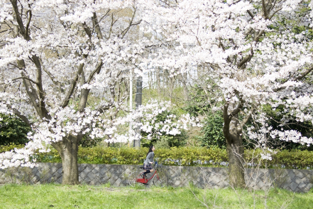 イラスト＆写真のストックフォトwaha（ワーハ）　人物、日本人、女性、10代、学生、中学生、高校生、女子高生、1人、屋外、公園、春、入学、桜、通学、乗り物、自転車、横向き、季節、四季　w2-7324a