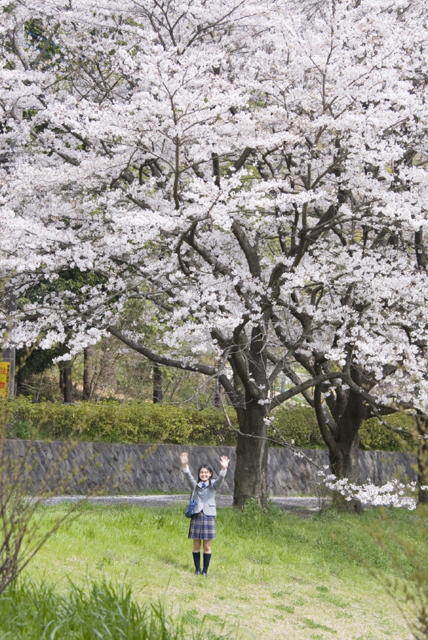 イラスト＆写真のストックフォトwaha（ワーハ）　人物、日本人、女性、10代、学生、中学生、高校生、女子高生、1人、屋外、公園、春、入学、桜、手を振る、バンザイ、正面、全身、季節、四季　w2-7342b