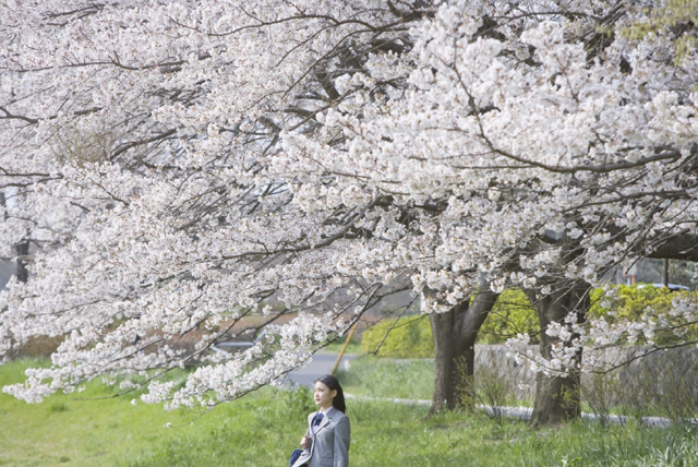 イラスト＆写真のストックフォトwaha（ワーハ）　人物、日本人、女性、10代、学生、中学生、高校生、女子高生、1人、屋外、公園、春、入学、桜、上半身、横向き、季節、四季　w2-7348b