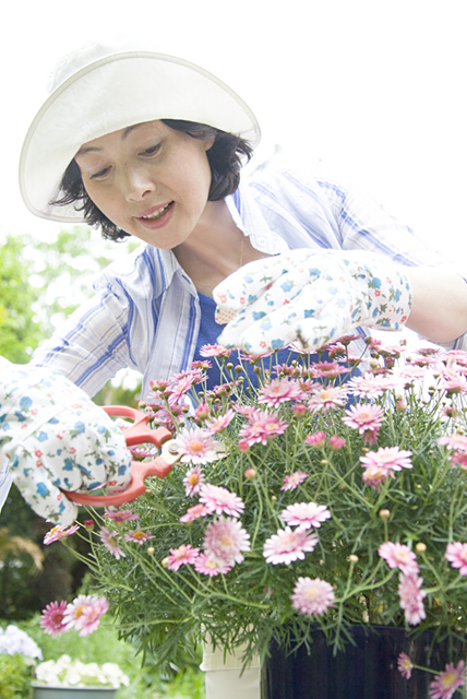 イラスト＆写真のストックフォトwaha（ワーハ）　人物、日本人、女性、50代、1人、屋外、庭、ガーデニング、花　w2-8415b