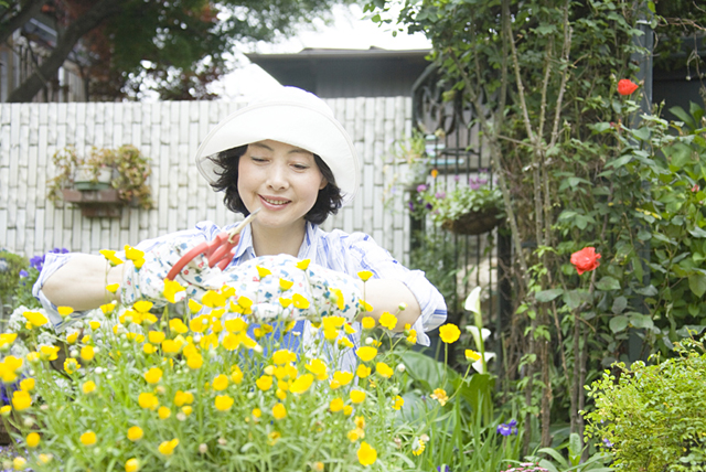 イラスト＆写真のストックフォトwaha（ワーハ）　人物、日本人、女性、50代、1人、屋外、庭、ガーデニング、花　w2-8423b