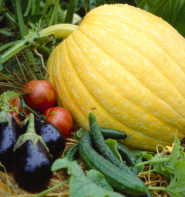 野外 畑 食べ物 野菜 食材 新鮮 かぼちゃ 夏野菜 農業 自然 フォト作品紹介 イラスト 写真のストックフォトwaha ワーハ カンプデータは無料