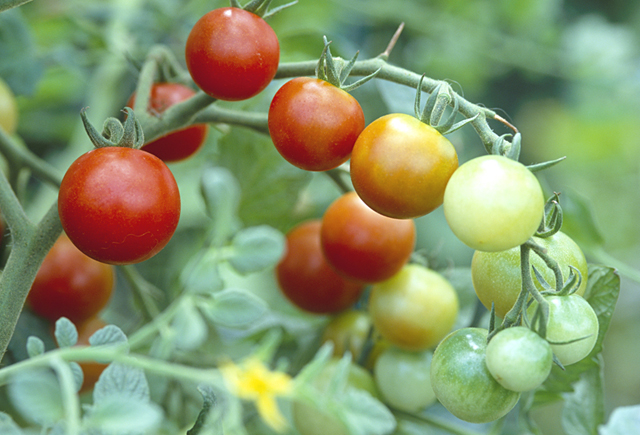 野外 畑 食べ物 野菜 食材 新鮮 トマト 農業 自然 フォト作品紹介 イラスト 写真のストックフォトwaha ワーハ カンプデータは無料