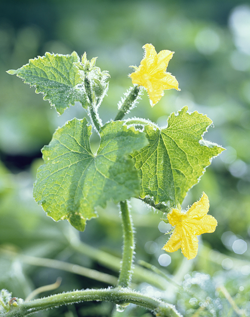野外 植物 野菜 花 きゅうり 自然 フォト作品紹介 イラスト 写真のストックフォトwaha ワーハ カンプデータは無料