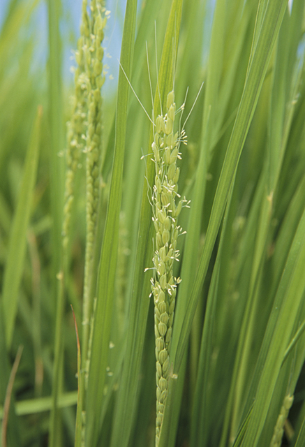 イラスト＆写真のストックフォトwaha（ワーハ）　野外、田んぼ、稲、米、農業、自然　w2-9235a
