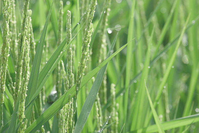 イラスト＆写真のストックフォトwaha（ワーハ）　野外、田んぼ、稲、米、農業、自然　w2-9236a