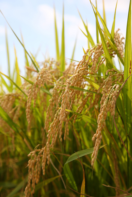イラスト＆写真のストックフォトwaha（ワーハ）　野外、田んぼ、稲、米、収穫、秋、農業、自然　w2-9239a