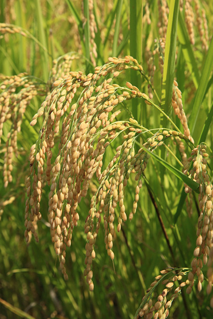 野外 田んぼ 稲 米 収穫 秋 農業 自然 フォト作品紹介 イラスト 写真のストックフォトwaha ワーハ カンプデータは無料
