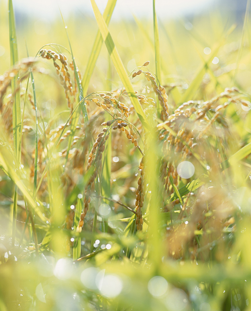 イラスト＆写真のストックフォトwaha（ワーハ）　野外、田んぼ、稲、米、収穫、秋、農業、自然　w2-9241a