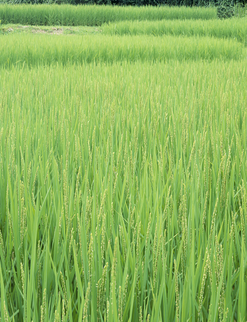 イラスト＆写真のストックフォトwaha（ワーハ）　野外、田んぼ、稲、米、農業、自然　w2-9243a