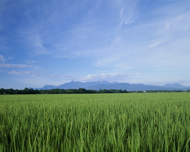 イラスト＆写真のストックフォトwaha（ワーハ）　野外、空、田んぼ、田園、風景、稲、米、農業、自然　w2-9245a