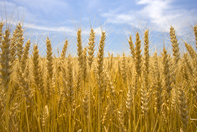 野外 空 麦畑 風景 麦 農業 自然 フォト作品紹介 イラスト 写真のストックフォトwaha ワーハ カンプデータは無料
