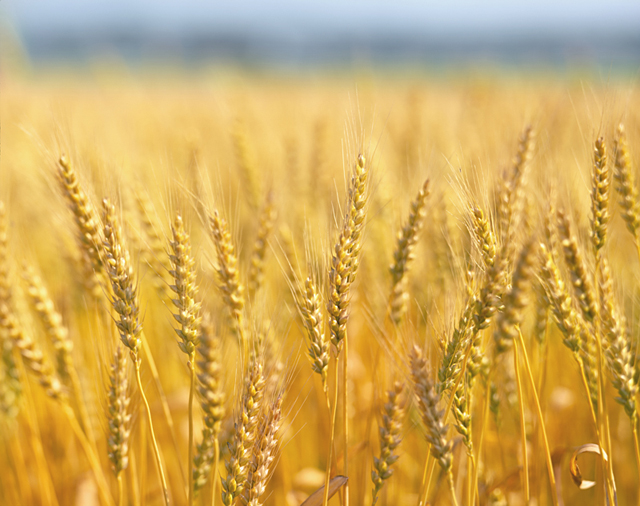 野外 麦畑 風景 麦 農業 自然 フォト作品紹介 イラスト 写真のストックフォトwaha ワーハ カンプデータは無料