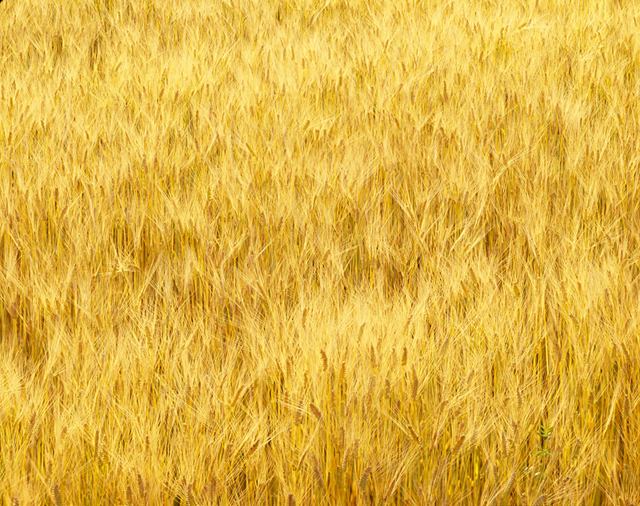 野外 風 麦畑 風景 麦 農業 自然 フォト作品紹介 イラスト 写真のストックフォトwaha ワーハ カンプデータは無料