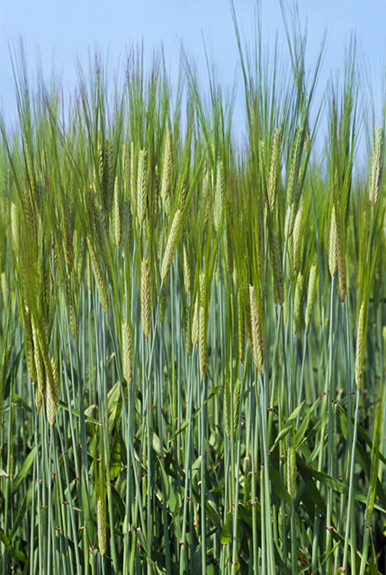 イラスト＆写真のストックフォトwaha（ワーハ）　野外、麦畑、風景、麦、農業、自然　w2-9250a