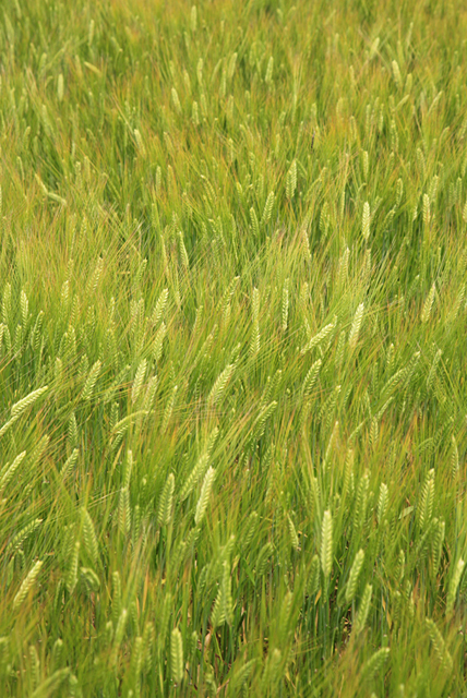 イラスト＆写真のストックフォトwaha（ワーハ）　野外、風、麦畑、風景、麦、農業、自然　w2-9251a