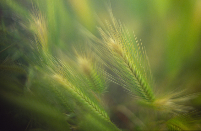 イラスト＆写真のストックフォトwaha（ワーハ）　野外、麦畑、アップ、麦、農業、自然　w2-9253a