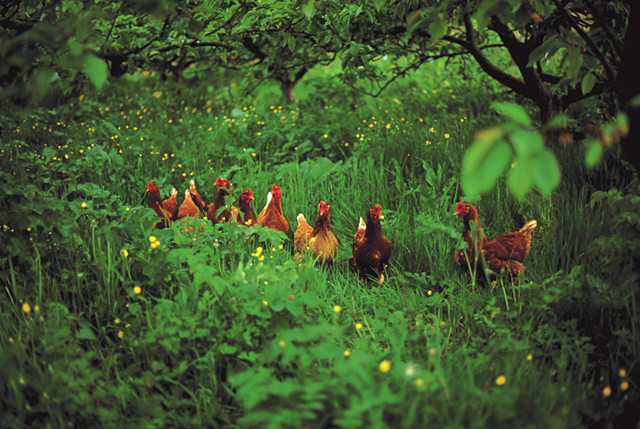 イラスト＆写真のストックフォトwaha（ワーハ）　野外、動物、ニワトリ、養鶏、農業、自然　w2-9255a